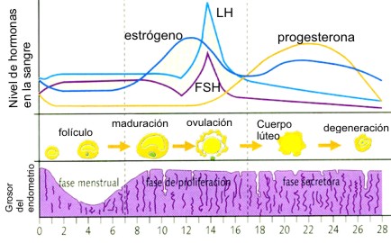 Cetosis y ciclo menstrual